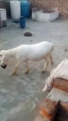 Beautiful Kajla Lamb Playing Joyfully in Lahore