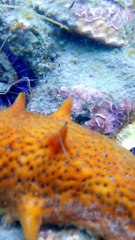 هل رأيت أغرب الحيوانات في العالم؟ 😲 اكتشف الآن!