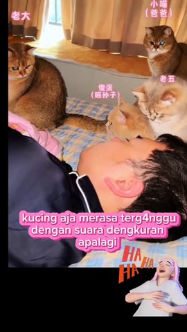 Cat 🐱 new video chat