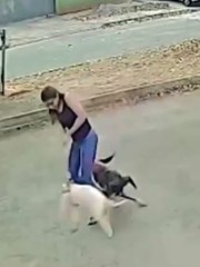 VÍDEO: Mulher sai pra passear com seu pet e é atacada por vários cães