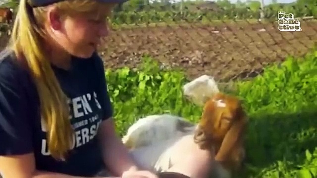 Funniest Farm Animals