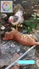 Tavuk – Kedi Kavgası / Chicken Vs Cat
