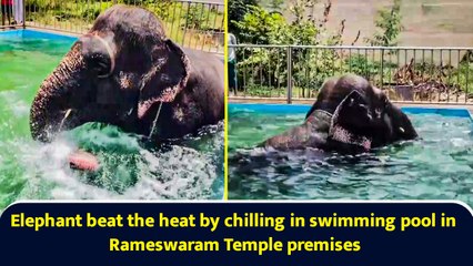 Elephant beat the heat by chilling in swimming pool in Rameswaram Temple premises