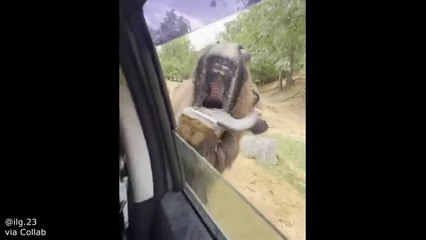 😊😁 Whiskers & Giggles 😁😊 | 😊The Funniest Animals That Will Make You HOWL 😊 | #FunniestAnimals #AnimalComedy #CuteAndFunny