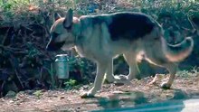 Vidéo touchante : un chien parcourt chaque jour une longue distance pour apporter le déjeuner de son maître