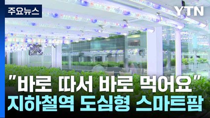 [新농비] "바로 따서 바로 먹어요"...지하철역 도심형 스마트팜 / YTN