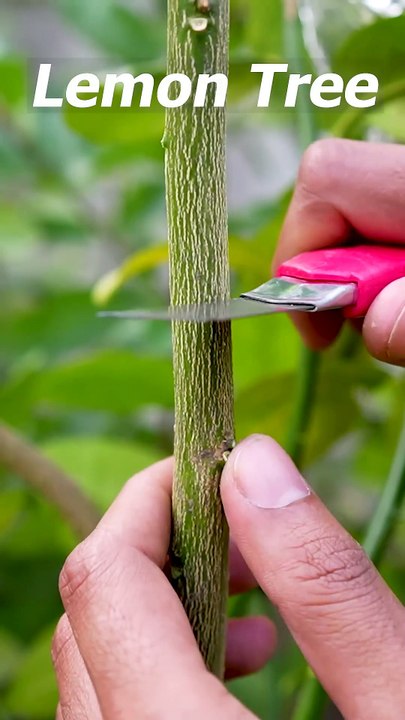 🌿I Used POTATO Power to Grow Lemon Tree in 1 Month🥔_lemontree _gardening(1080P_HD)