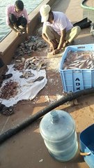fresh fish 🐠🐠 in sea in united Arab Emirates (Sharjah)