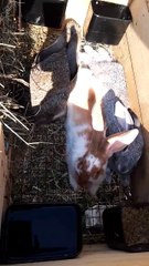 Rabbits. The White Eye./Кролики. Белый глаз./