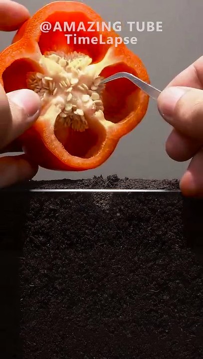 Growing Red Bell Pepper Plant - Time Lapse(1080P_HD)