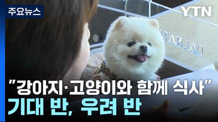 "강아지·고양이와 함께 식사"...기대 반, 우려 반 / YTN