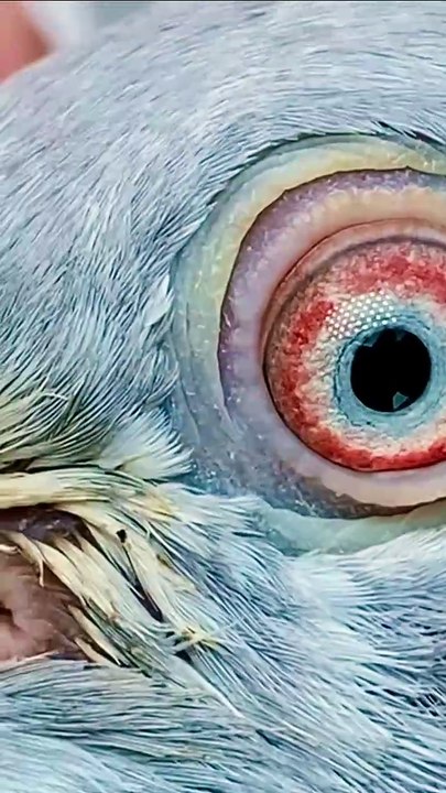 Subscribe Our YouTube Channel For Complete Videos  https://www.youtube.com/@PakistanPigeonAssociation