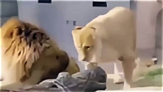 🦁 Jealous Lioness Catches Her Mate Flirting! | Female Jealousy in the Wild