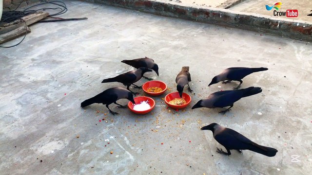 All types of crow sound - Black Crow Sound | Crow bird eating Cheese & Salty in Morning P-11
