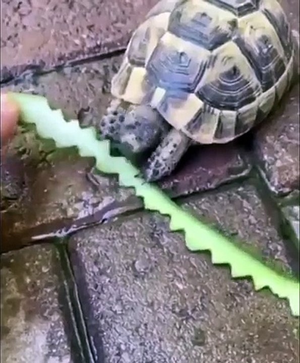 Nature is Amazing ☘️ on X- 'How big is this bird's stomach because this is insane ngl. https---t.co-EQmtjiX4yO' - X