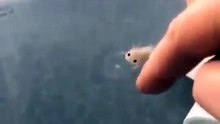 Nature is Amazing ☘️ on X- 'Baby axolotl swimming https---t.co-Cj1UagiB9g' - X