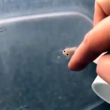Nature is Amazing ☘️ on X- 'Baby axolotl swimming https -t.co-Cj1UagiB9g' - X
