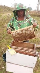 Bee#Bee#Bee#Assam#Livetv