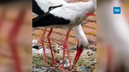 Kuluçkaya yatan Yaren leylekten müjdeli haber