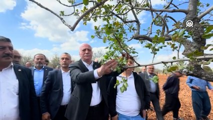 TZOB Genel Başkanı, zirai dondan etkilenen meyve bahçelerini inceledi