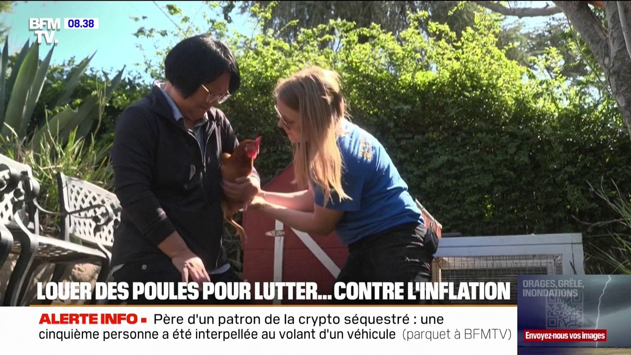 États-Unis: ils louent des poules pour lutter contre l'inflation