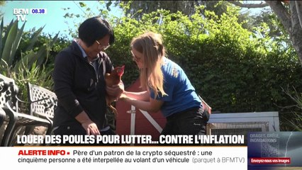 États-Unis: ils louent des poules pour lutter contre l'inflation