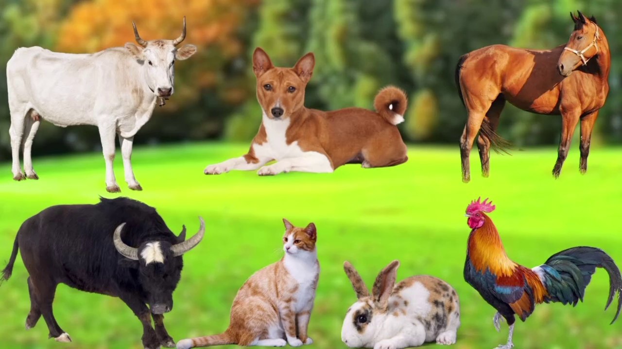 Cute Farm Animals - Pig, Rabbit, Elephant, Cow, Chicken, Horse, Goat, Deer, Dog - Farm Animal Sounds