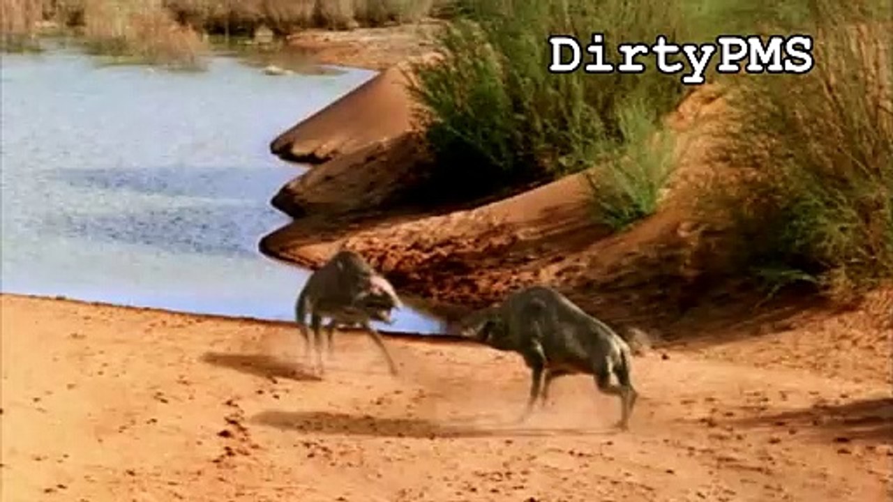 Entelodontidae - Being Evil Has a Price