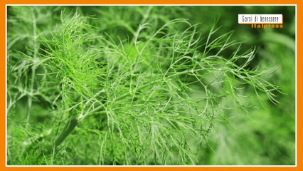 Sorsi di Benessere - Un pesto gustoso e leggero