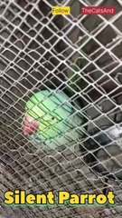 Miya Mithu Mere Sath Baten karo | Silent Parrot | #foryou #parrot #silent