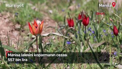 Manisa laleleri açtı, koparmanın cezası 557 bin TL!