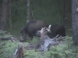La laie, les marcassins et à nouveau la biche.