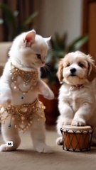 Funny cat video #trending# #catlovers #viral #foryou