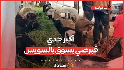 شاهد أكبر جدي قبرصي بسوق بالسويس.. الماعز ب 220 جنيهًا والضاني 210