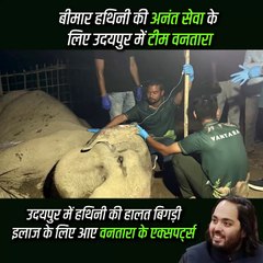 एक बीमार हथिनी, वनतारा के टीम, और एक विश्वास - कि बेजुबानों की सेवा से बढ़कर कोई धर्म नहीं