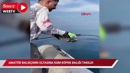 Amatör balıkçının oltasına kum köpek balığı takıldı