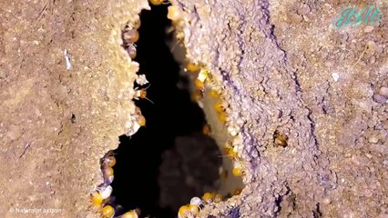 Những Bí Ẩn Bạn Chưa Từng Biết Về Loài Mối - Kỳ Quan Dưới Lòng Đất