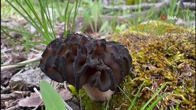 Toroslar’ın gizli hazinesi! Kuzugöbeği mantarı altınla yarışıyor