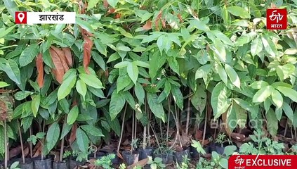 अमेरिकन प्रजाति का पौधा तैयार कर रहीं पलामू की नीलम देवी! पढ़ें, प्रगतिशील किसान की सक्सेस स्टोरी