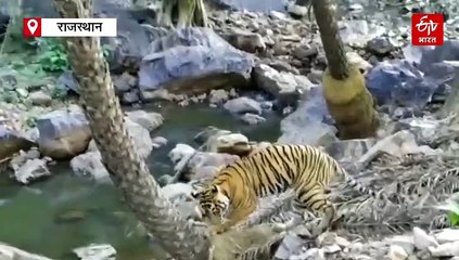 रणथंभौर से फिर आई खुशखबरी: बाघिन टी 111 शक्ति के साथ दिखे दो शावक