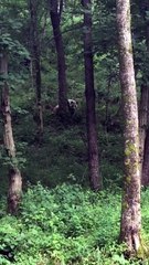 The daily life of pandas 🐼(70)   #Panda #Lovely