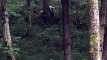 The daily life of pandas 🐼(70)   #Panda #Lovely