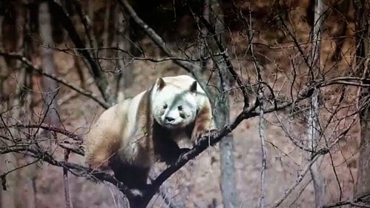 The daily life of pandas 🐼(69)   #Panda #Lovely