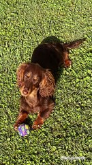 Isabelle Ithurburu est accompagnée de son chien l'adorable Vegas, "une petite saucisse au chocolat née le 17 octobre 2024". 

Isabelle Ithurburu, Instagram