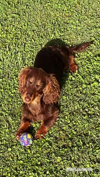 Isabelle Ithurburu est accompagnée de son chien l'adorable Vegas, une petite saucisse au chocolat née le 17 octobre 2024 . Isabelle Ithurburu, Instagram
