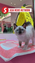 China Daily | Fly with pets