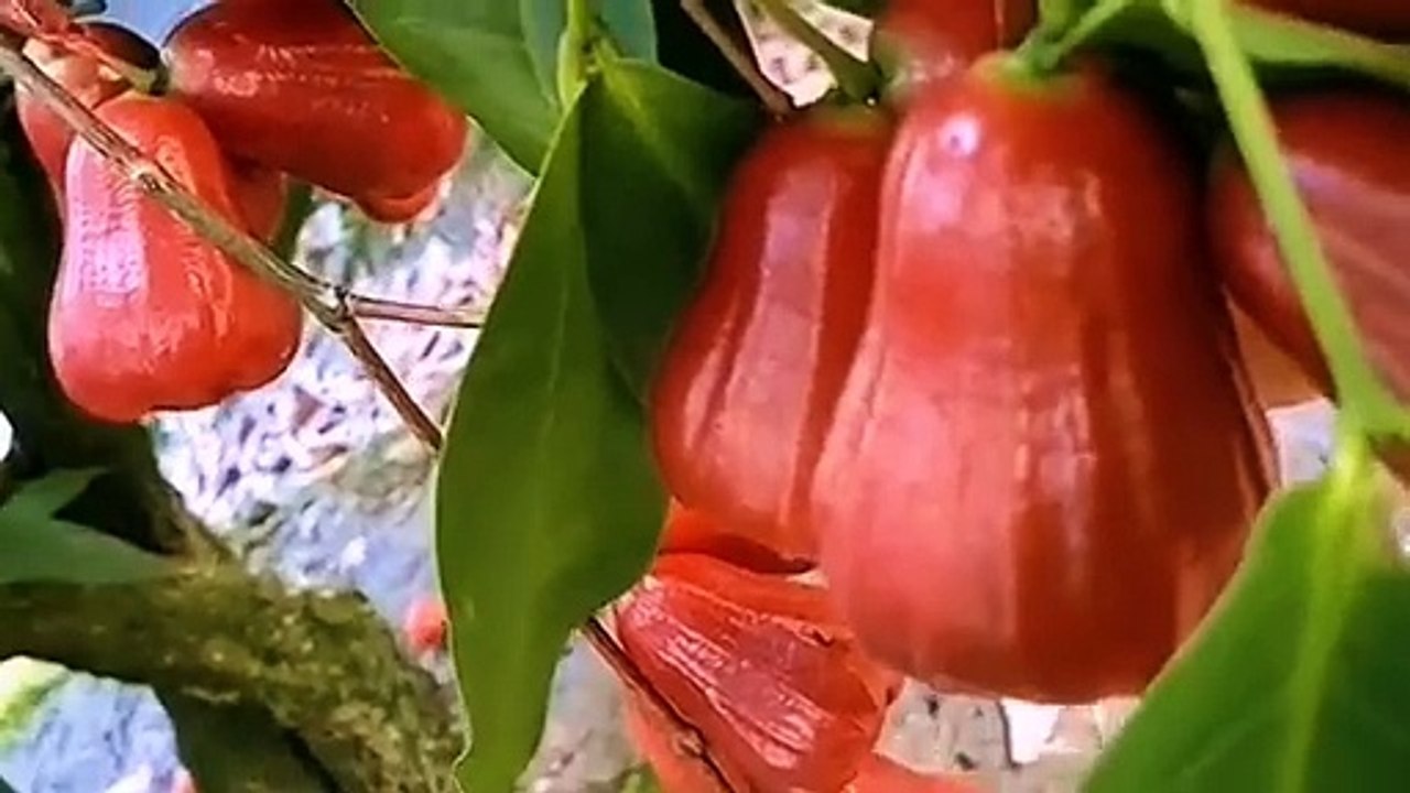 King Rose Wax Apple Harvest – Extra Sweet, Juicy & Loaded with Crimson Fruits!