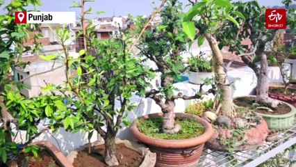 Prof Gurmukh Singh Grows Bonsai Plants Using Japanese Technology, Won Many Awards
