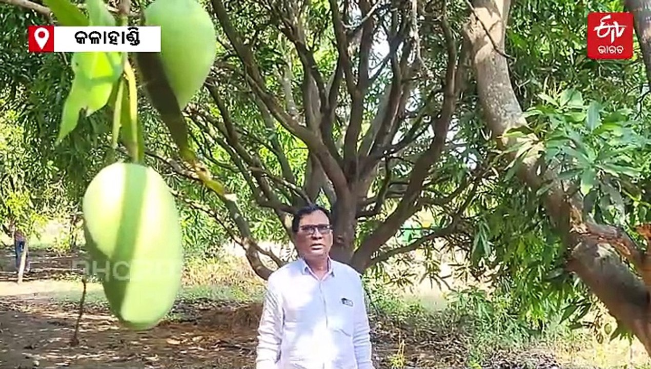 ଶିକ୍ଷକତାରୁ ସଫଳ ଚାଷୀ, ଆମ୍ବଚାଷ କରି ଲକ୍ଷପତି ଅବସରପ୍ରାପ୍ତ ଶିକ୍ଷକ