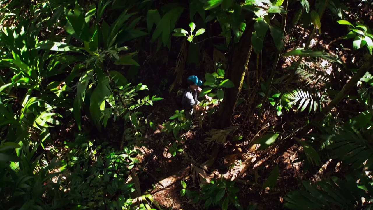NOVA-S52E08-Secrets of the Forest